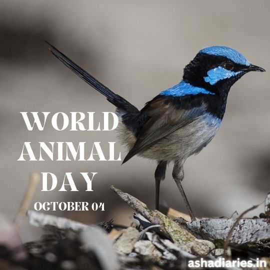 Promotional Graphic for World Animal Day Featuring a Vibrant Photograph of a Superb Fairy-wren on a Natural Forest Floor, with the Event Date 'October 04' prominently displayed.