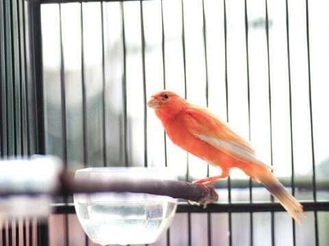 Poetry on Caged Birds in Hindi