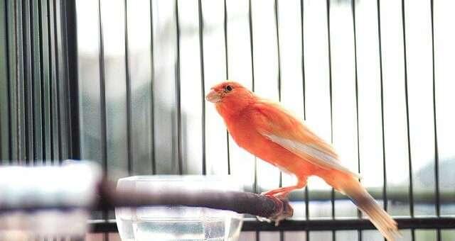 Poetry on Caged Birds in Hindi