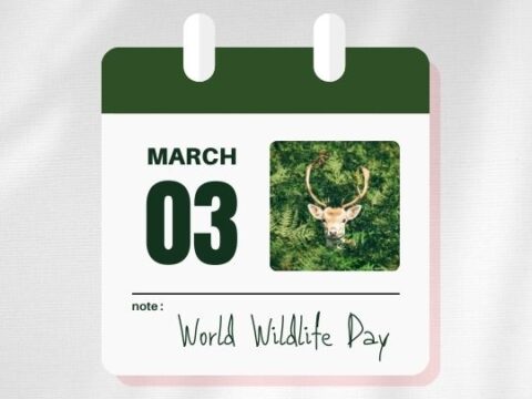 A digital illustration of a calendar page representing March 3rd, with "World Wildlife Day" noted. The calendar has a green color scheme and features an aerial photo of a deer in a forest clearing as the image for the day.
