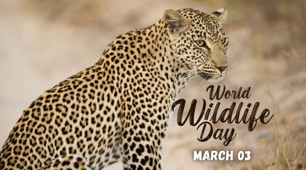Leopard in the wild - World Wildlife Day March 3. Celebrating biodiversity and wildlife conservation.